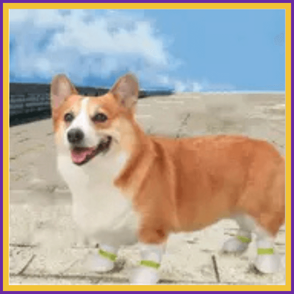 Corgi walking outdoors on pavement wearing protective paw covers, blue sky background