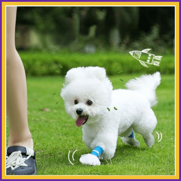 Small white fluffy dog wearing blue paw protectors running on grass outdoors