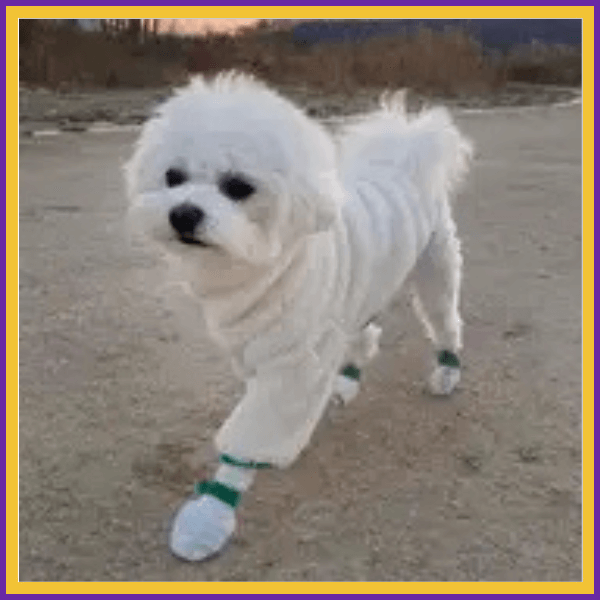 Small white dog in a coat and booties walking outdoors on a dirt path