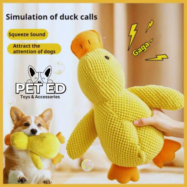 Yellow plush duck dog toy with squeak sound, held by hand, corgi dog playing nearby