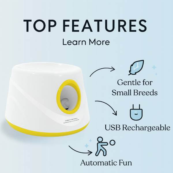 Dog fetch toy benefits for small dogs by Pet Store ED