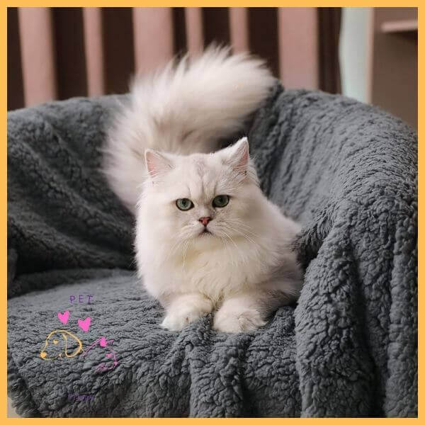 Fluffy white cat sitting on a gray waterproof blanket on a chair indoors