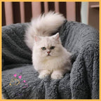 Fluffy white cat sitting on a gray waterproof blanket on a chair indoors