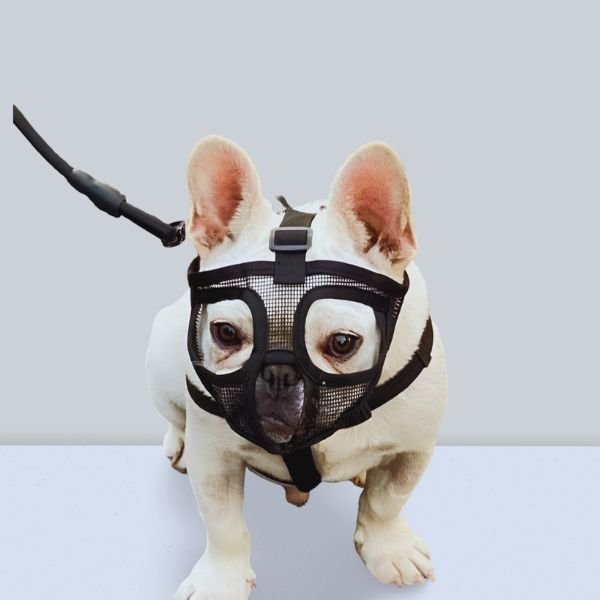 Best Muzzle for Short Snout Dogs – Frenchies & Pugs - Pet Store ED