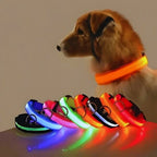 Essential LED Collar for Safe Walks on Dark Days | GlowDog - Pet Store ED