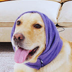 Golden retriever wearing a cozy purple ear cover indoors on a beige sofa