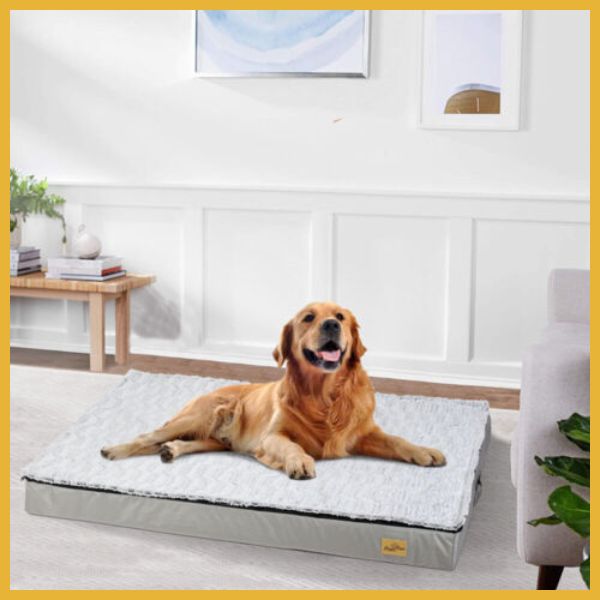 Golden retriever dog laying on a gray dog cushion bed in a modern living room