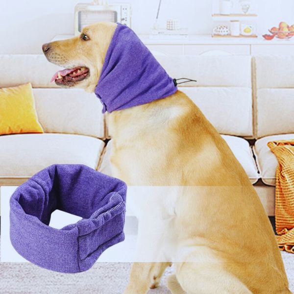 Golden retriever wearing purple ear covers on couch, with close-up of the ear cover.
