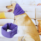 Golden retriever wearing purple ear covers on couch, with close-up of the ear cover.