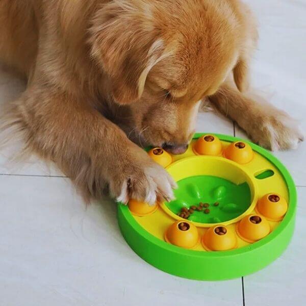 Golden retriever solving interactive feeding puzzle