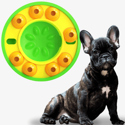 French bulldog beside green puzzle feeder bowl