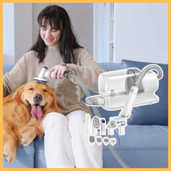 Woman grooming golden retriever at home with pet dog clipper grooming kit on sofa