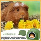 Guinea pig on hay with yellow flowers and green small animal bed for guinea pigs, hamsters