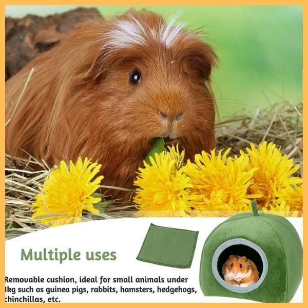 Guinea pig on hay with yellow flowers and green small animal bed for guinea pigs, hamsters