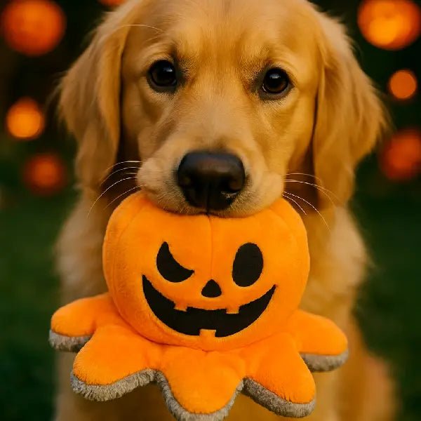 Close portrait of a Golden Retriever holding the halloween dog toy's pumpkin side, with warm bokeh lights behind