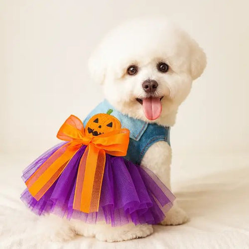 White Bichon Frisé wearing a Halloween dress for dogs with a denim bodice, purple tulle skirt and pumpkin patch