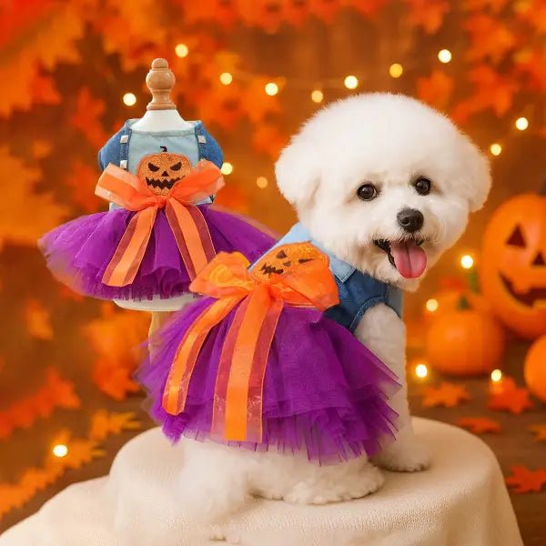 Bichon Frisé wearing the halloween dress for dogs next to the same dress displayed on a mannequin, with pumpkin and autumn decor in the background