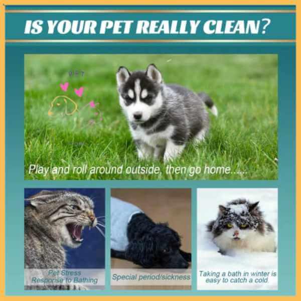Happy dog outdoors with cleaning gloves, enjoying fresh air and cleanliness on green grass