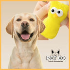 Happy Labrador dog with yellow dog socks and Pet Ed logo, pet accessories promo image