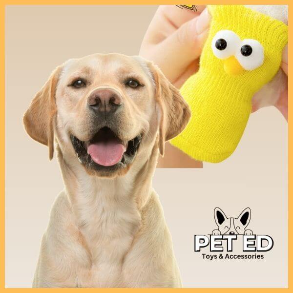 Happy Labrador dog with yellow dog socks and Pet Ed logo, pet accessories promo image