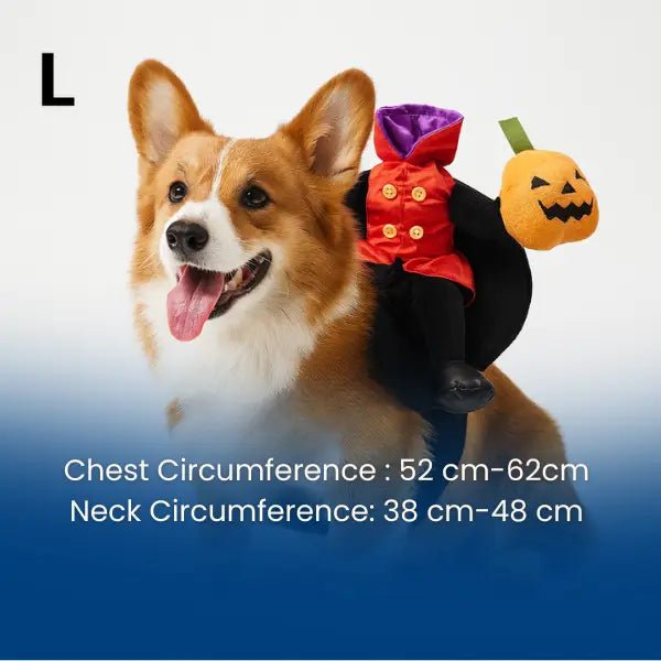 Corgi wearing the size L headless horseman dog costume, chest 52 to 62 cm and neck 38 to 48 cm