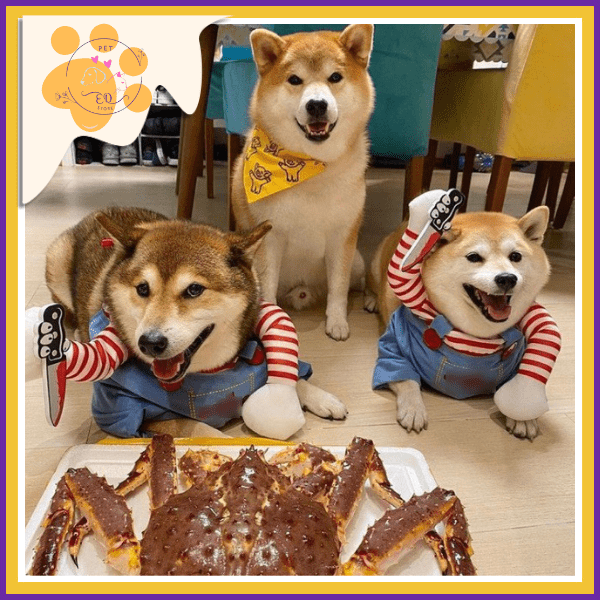 Two Shiba Inus in killer doll dog costumes with striped sleeves and blue overalls, sitting beside a third dog at a party