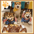 Two Shiba Inus in killer doll dog costumes with striped sleeves and blue overalls, sitting beside a third dog at a party
