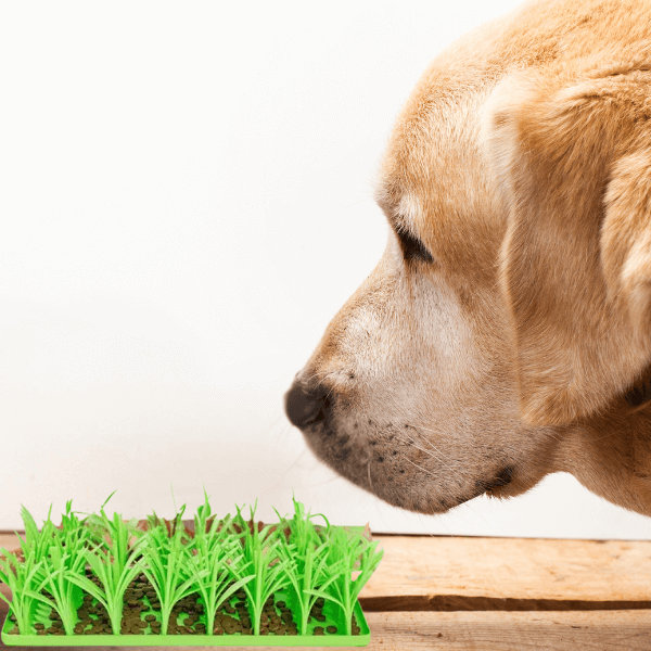 Fast Eating Hurts Pets—Here’s How to Fix It Gently | Dog