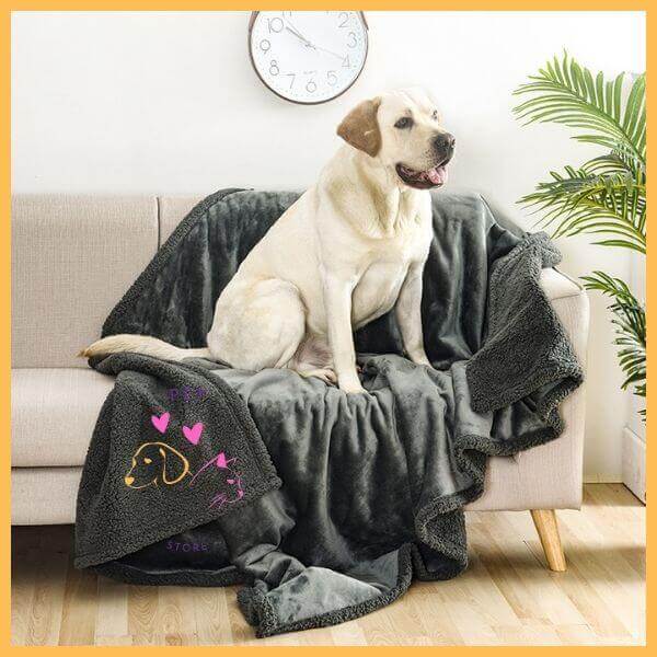 Labrador sitting on gray waterproof dog blanket on a sofa in a cozy living room