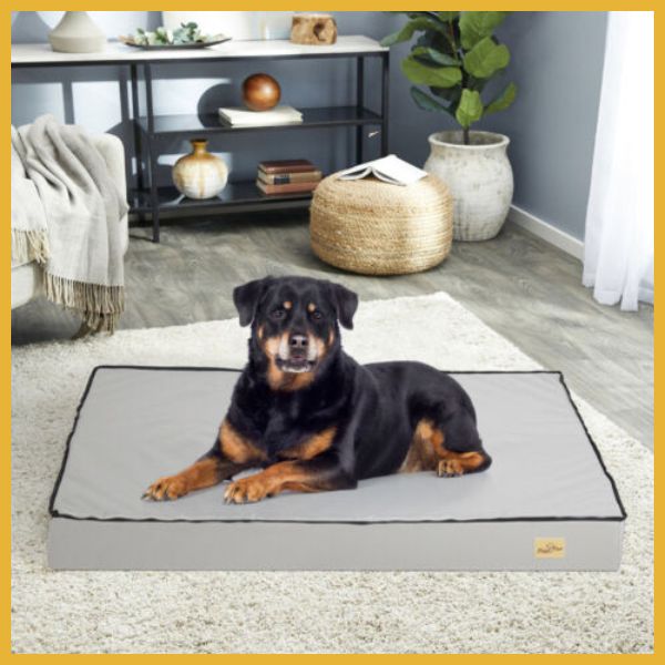 Large Rottweiler dog relaxing on a gray orthopedic cushion bed in modern living room