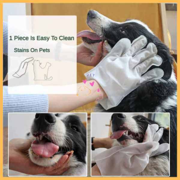 Person using white pet wash gloves to clean a happy black and white dog
