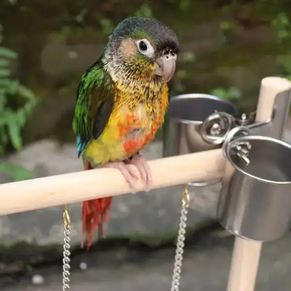 PlayBlock feeding station with hanging toys and safe wood perch for birds