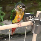PlayBlock feeding station with hanging toys and safe wood perch for birds