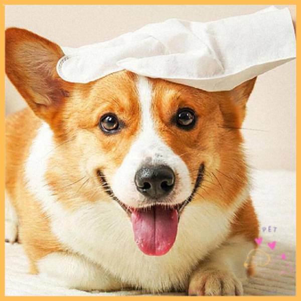Corgi dog indoors with a pet cleaning glove on its head, pet grooming accessory