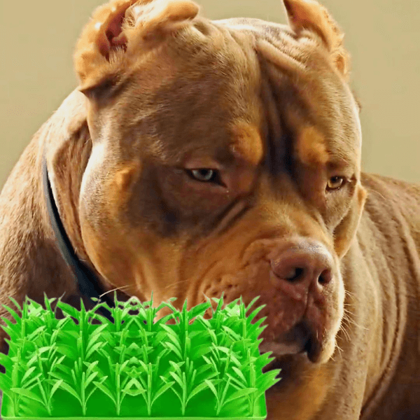 Fast Eating Hurts Pets—Here’s How to Fix It Gently | Dog