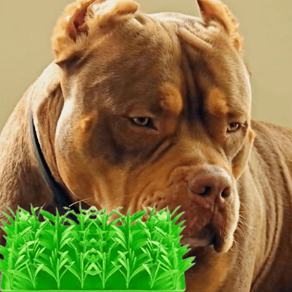 Fast Eating Hurts Pets—Here’s How to Fix It Gently | Dog