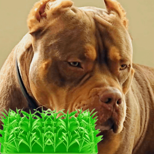 Fast Eating Hurts Pets—Here’s How to Fix It Gently | Dog