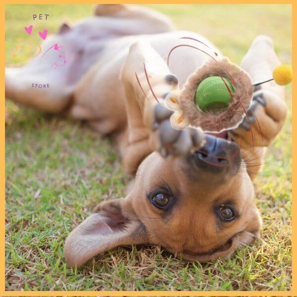 Playful dog lying on grass holding a green smart ball chew toy in mouth outdoors