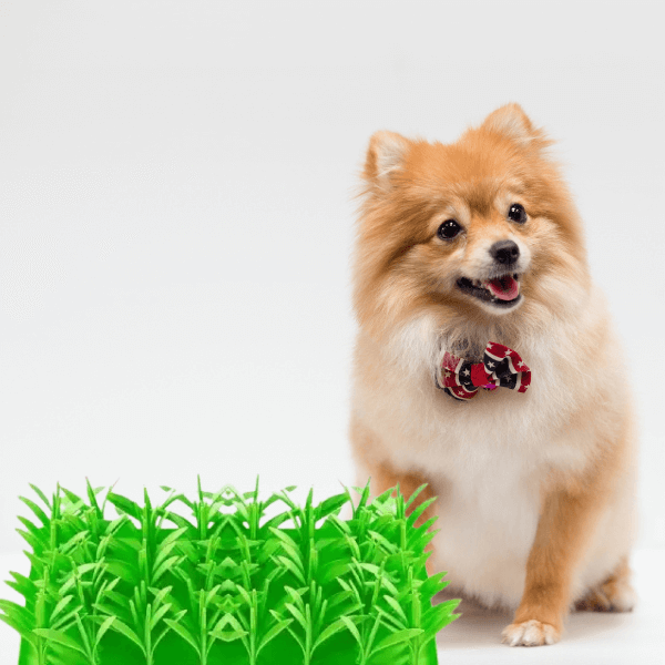 Fast Eating Hurts Pets—Here’s How to Fix It Gently | Dog