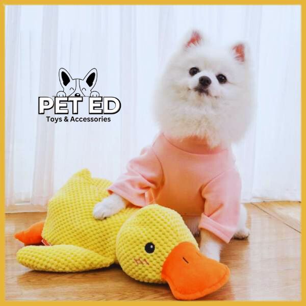 Pomeranian dog in pink shirt with yellow calming duck toy on wood floor, Pet Ed logo