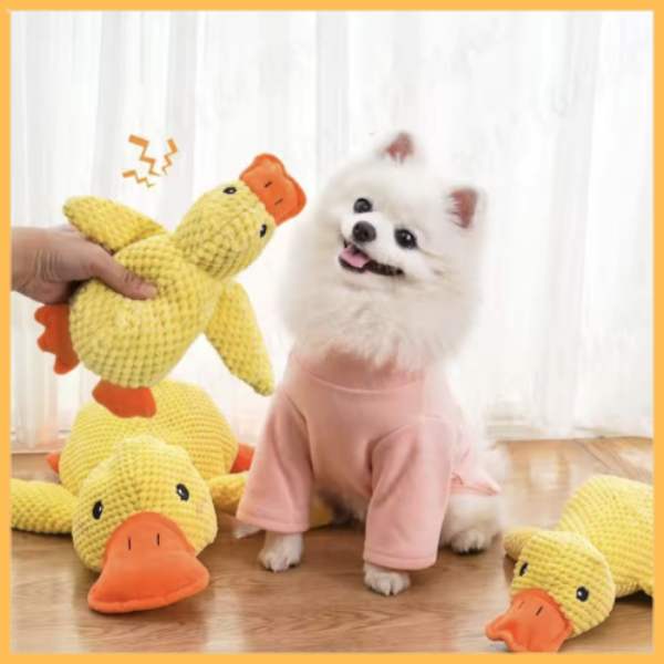 Pomeranian dog in pink outfit with cute yellow duck plush toys on wooden floor