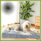 Large fluffy dog on gray orthopedic pet bed in bright room with plant and wooden drawer