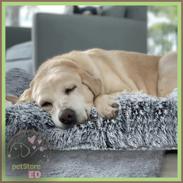 Yellow lab sleeping on plush orthopedic dog bed, washable, non-slip, indoor setting