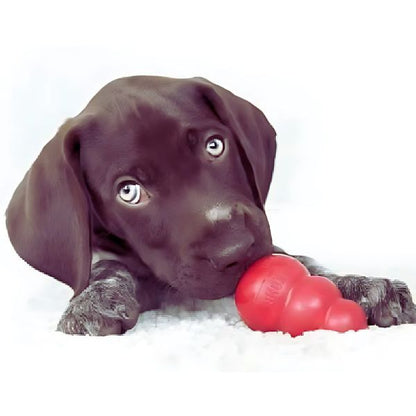 Cute puppy chewing red KONG toy on soft carpet