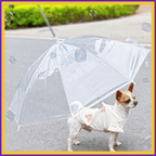 Small dog in a cute coat under a clear umbrella on a street with bubbles floating