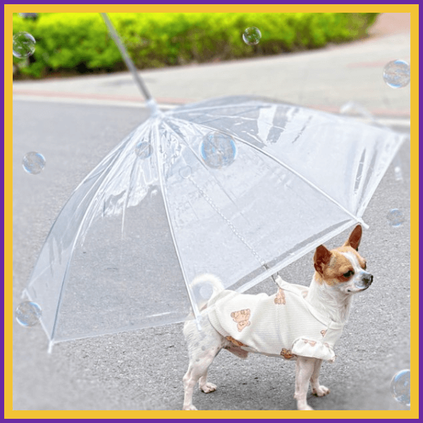 Small dog in a cute coat under a clear umbrella on a street with bubbles floating
