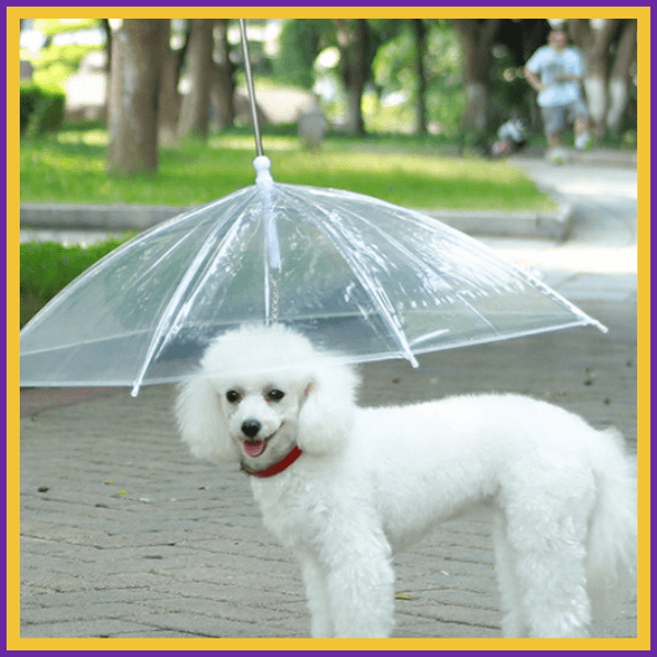 Small white dog with red collar under clear umbrella in park