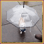Small dog under clear umbrella on wet pavement during rainy day