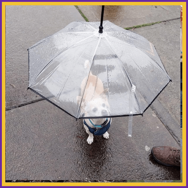 Small dog under clear umbrella on wet pavement during rainy day