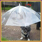 Small dog wearing harness under clear umbrella on patio, outdoor pet rain protection